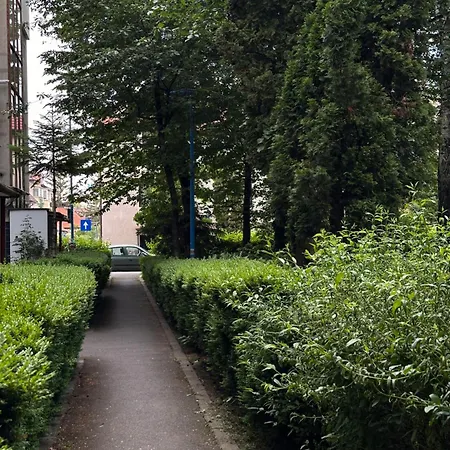 Alberta Brašov